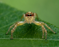 Cytaea alburna