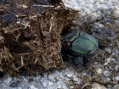 Phanaeus igneus