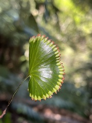 Hymenophyllum nephrophyllum