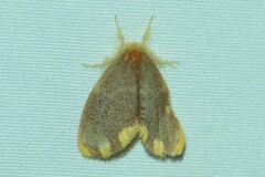 Orvasca subnotata