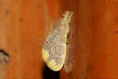 Orvasca subnotata