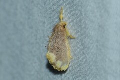 Orvasca subnotata