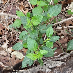 Lantana × strigocamara