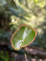 Hymenophyllum nephrophyllum