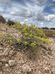 Eriogonum correllii