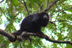 Alouatta belzebul