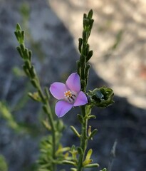 Cyanothamnus coerulescens