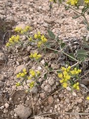 Eriogonum correllii