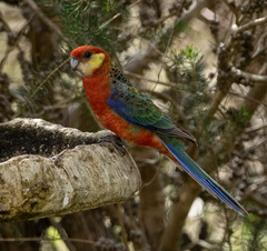 Platycercus icterotis