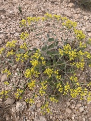 Eriogonum correllii