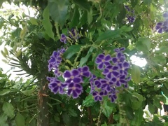 Duranta erecta