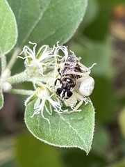 Copestylum tamaulipanum