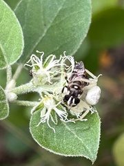 Copestylum tamaulipanum