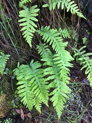 Polypodium calirhiza