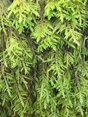 Dendroalsia abietina