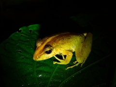 Craugastor fitzingeri