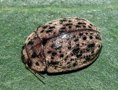 Trachymela pustulosa