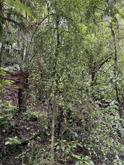 Streblus heterophyllus