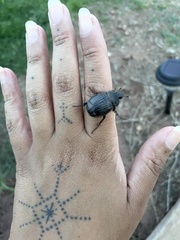 Phyllophaga cribrosa