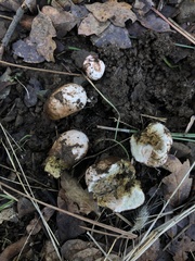 Rhizopogon