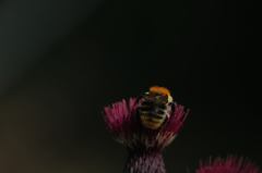 Bombus