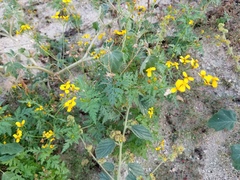 Coreocarpus