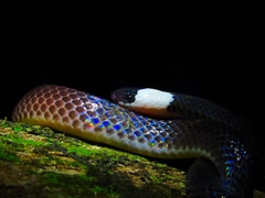 Enuliophis sclateri