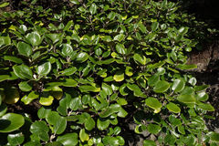 Brachyglottis rotundifolia