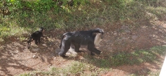 Macaca silenus