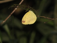 Eurema blanda