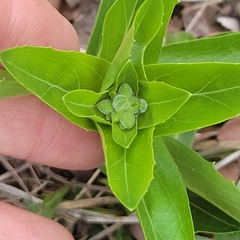 Penstemon cobaea