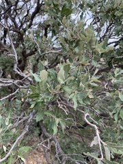 Quercus mohriana
