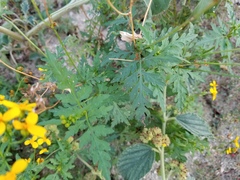 Coreocarpus