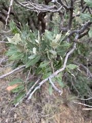 Quercus mohriana