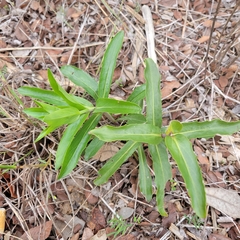 Penstemon cobaea