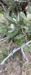 Quercus mohriana