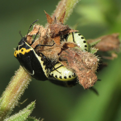 Cosmopepla conspicillaris
