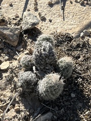 Escobaria tuberculosa