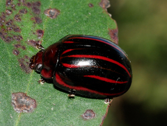 Paropsisterna semivittata