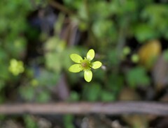 Ranunculus reflexus