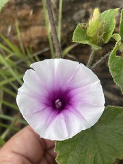 Ipomoea transvaalensis