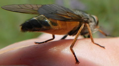 Tabanini