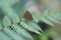 Arhopala major major