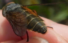 Tabanini