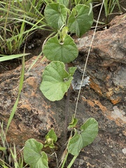 Ipomoea transvaalensis