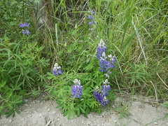 Lupinus nootkatensis