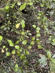 Streblus heterophyllus