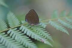 Arhopala major major