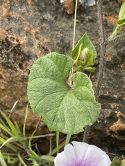 Ipomoea transvaalensis