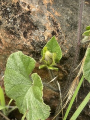 Ipomoea transvaalensis